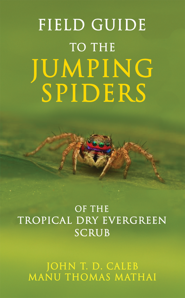 BACKYARD BIODIVERSITY: Jumping Spiders